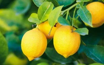 Lemons: One of the World’s Healthiest Foods