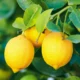 Lemons: One of the World’s Healthiest Foods
